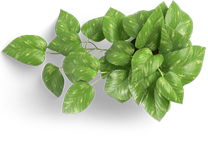 leaf-icon.png leaf-icon.png